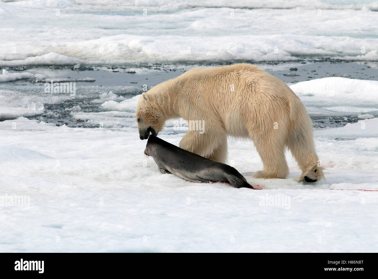 Polar Bear (Ursus maritimus) dragging seal kill, Svalbard, Norway Stock