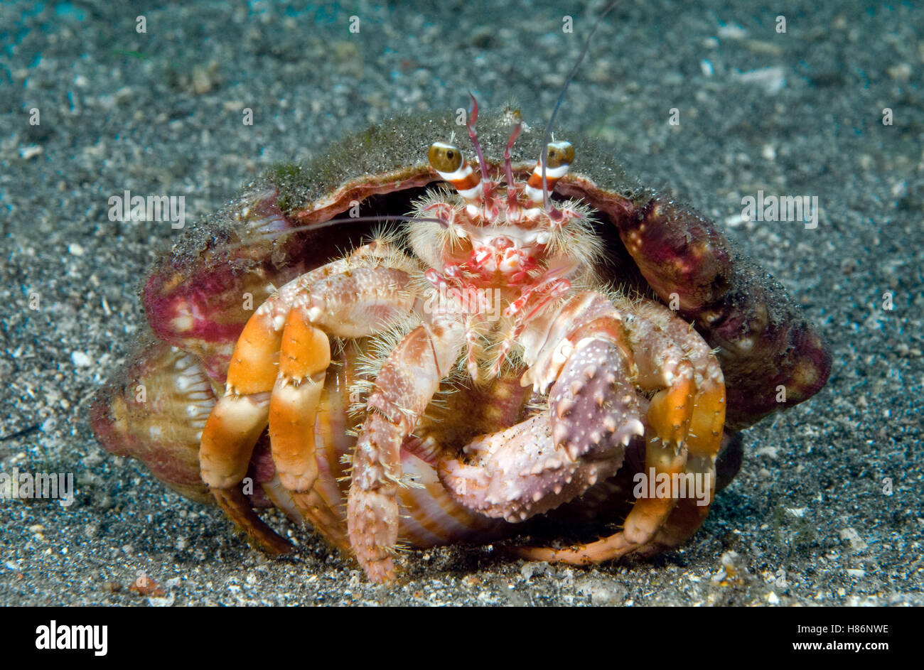 Anemone Hermit Crab (Dardanus pedunculatus), Bali, Indonesia Stock ...