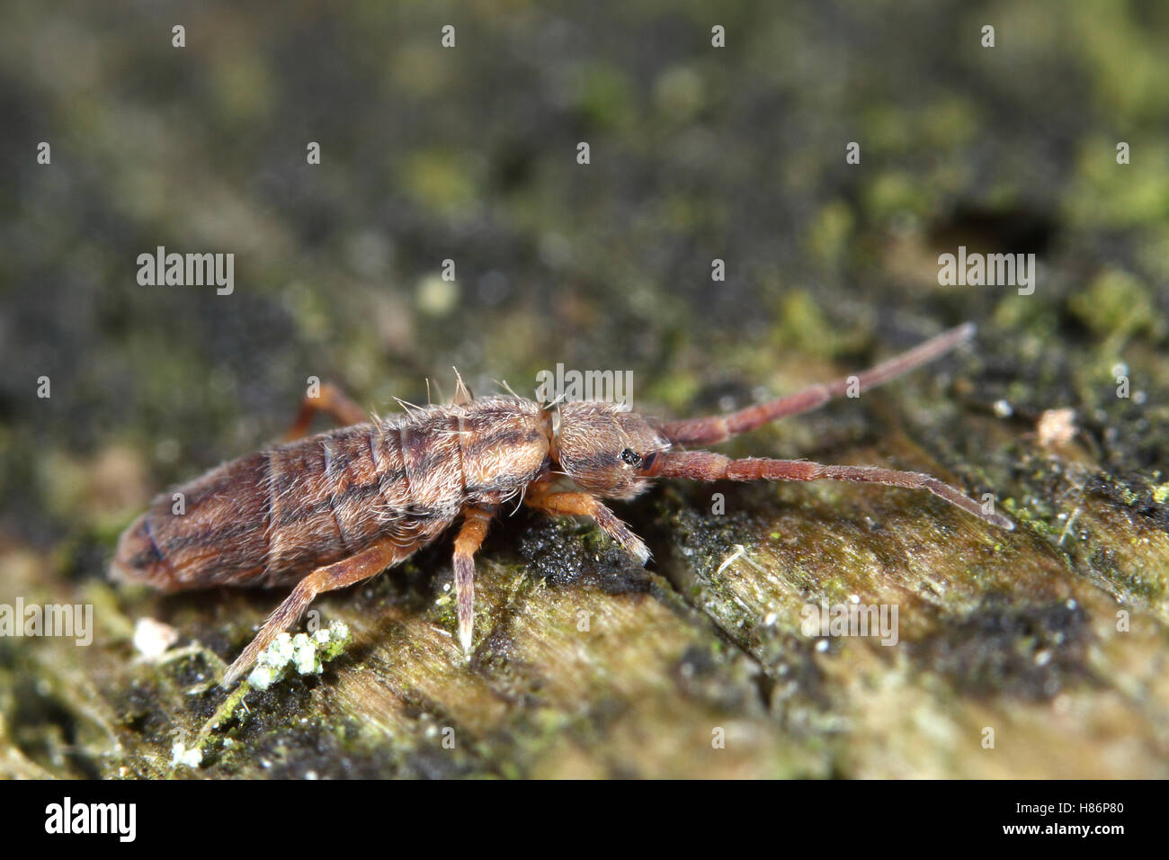 Hairy Ground Springtail (Orchesella flavescens), Drenthe, Netherlands ...