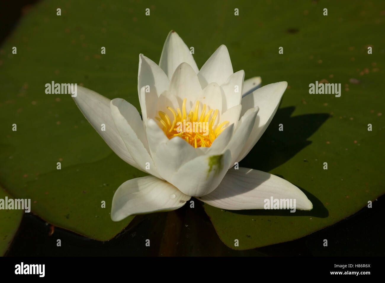 white water lily with leaf on water Stock Photo