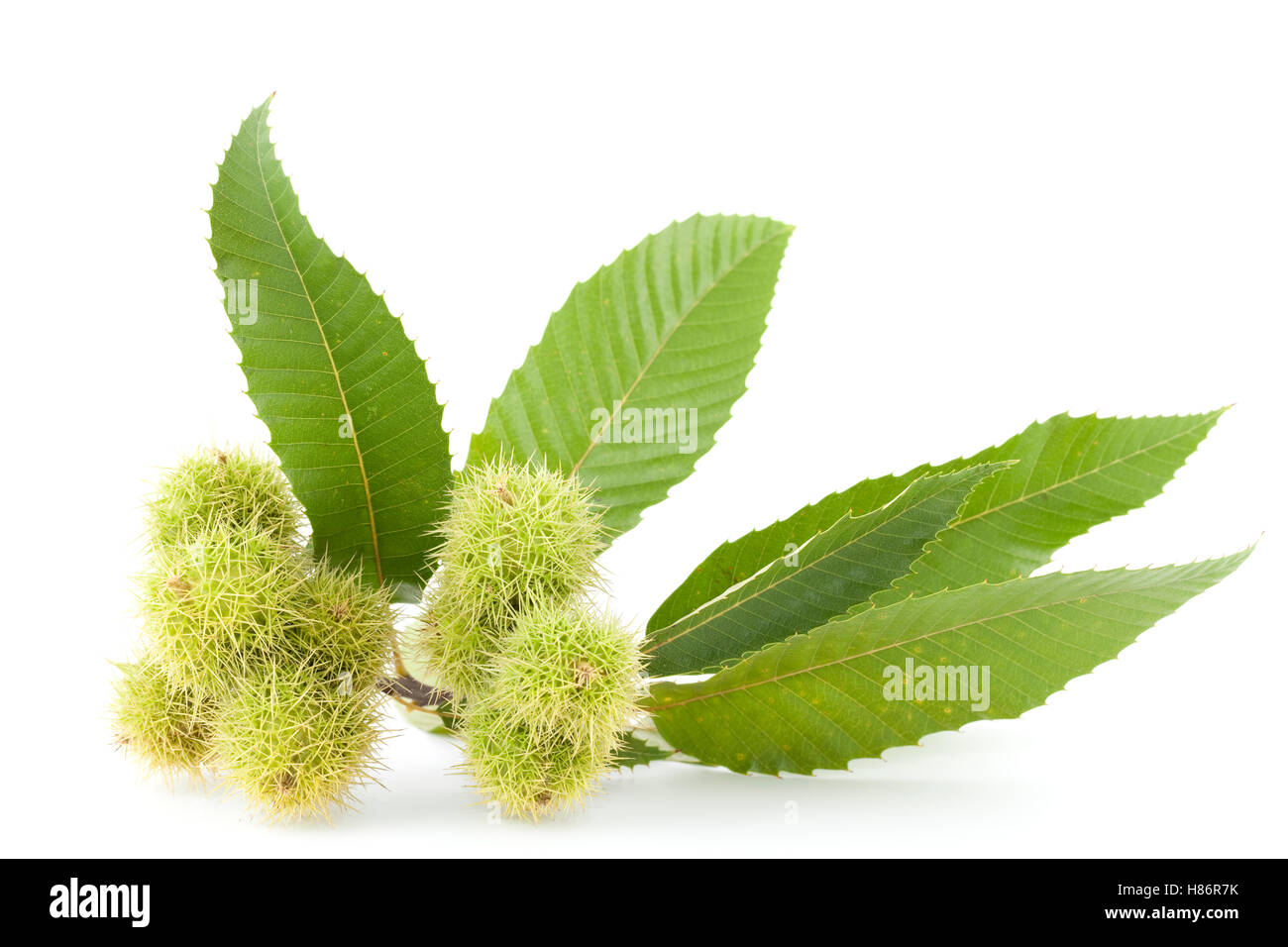 branch with unripe chestnuts on white background Stock Photo
