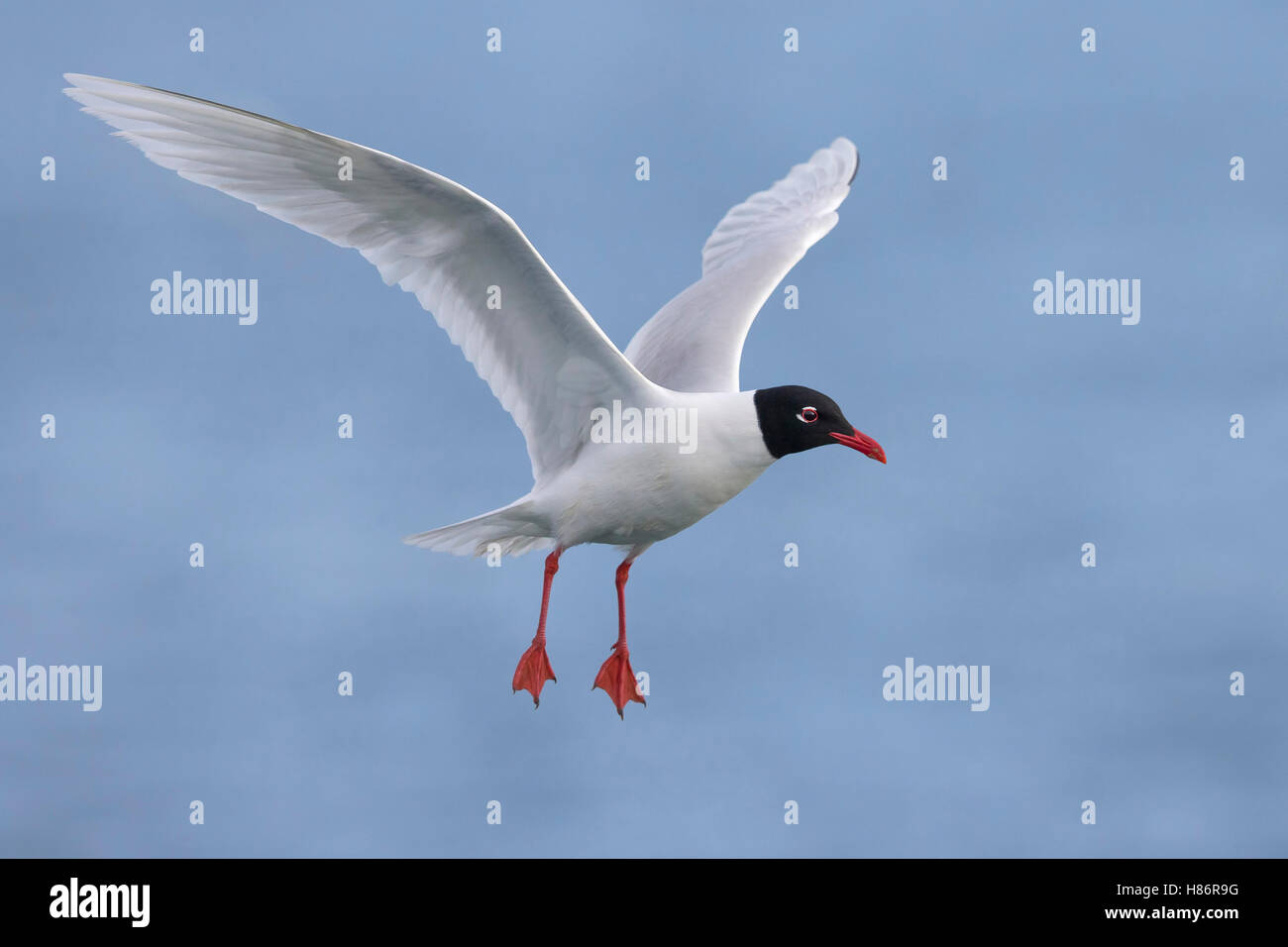 Mediterranean Gull (Ichthyaetus melanocephalus) flying, Italy Stock