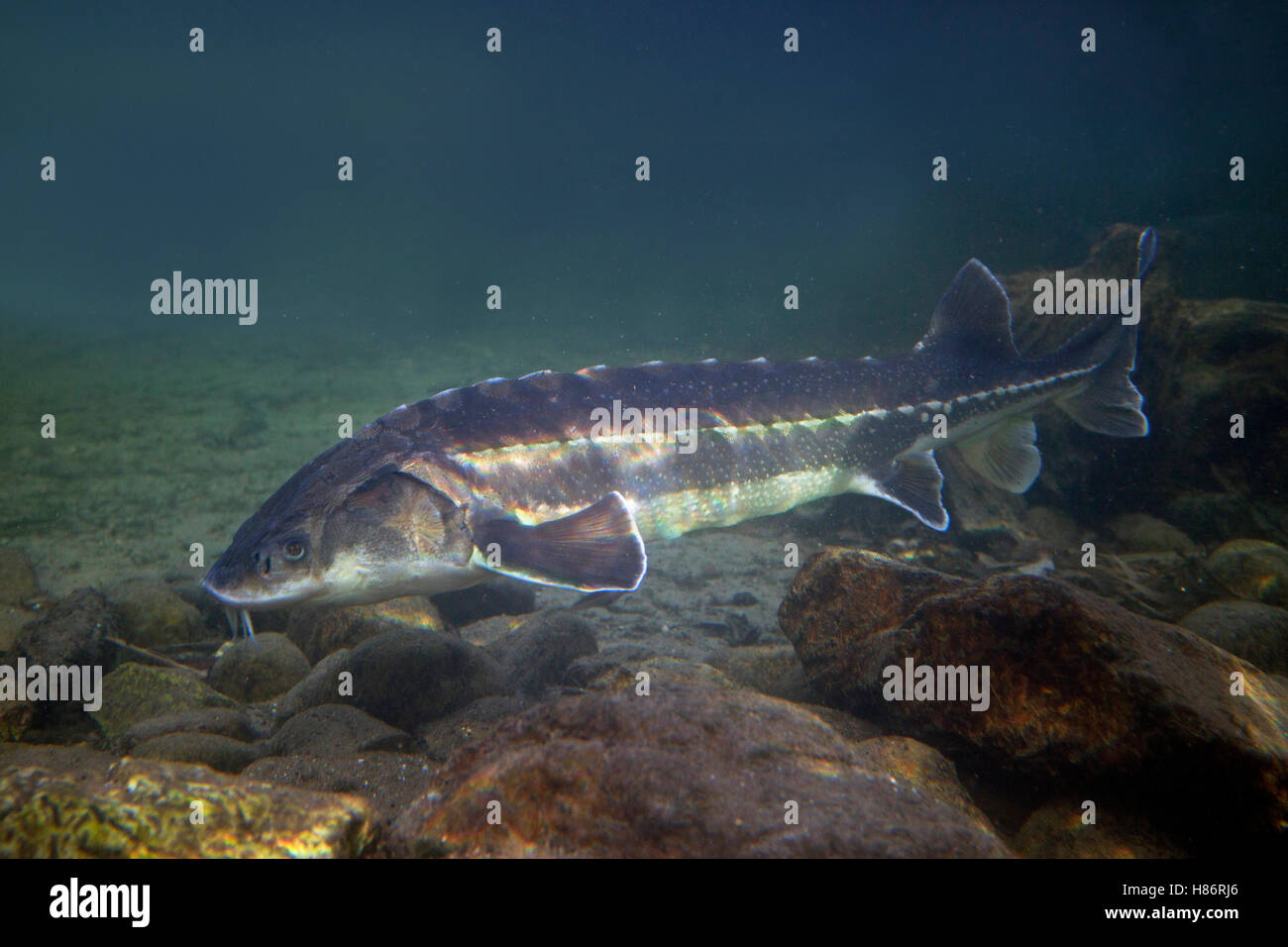 Diamond Sturgeon (Acipenser gueldenstaedtii), Europe Stock Photo - Alamy