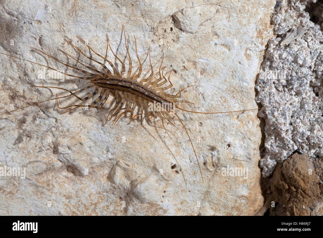 House Centipede (Scutigera coleoptrata), France Stock Photo - Alamy