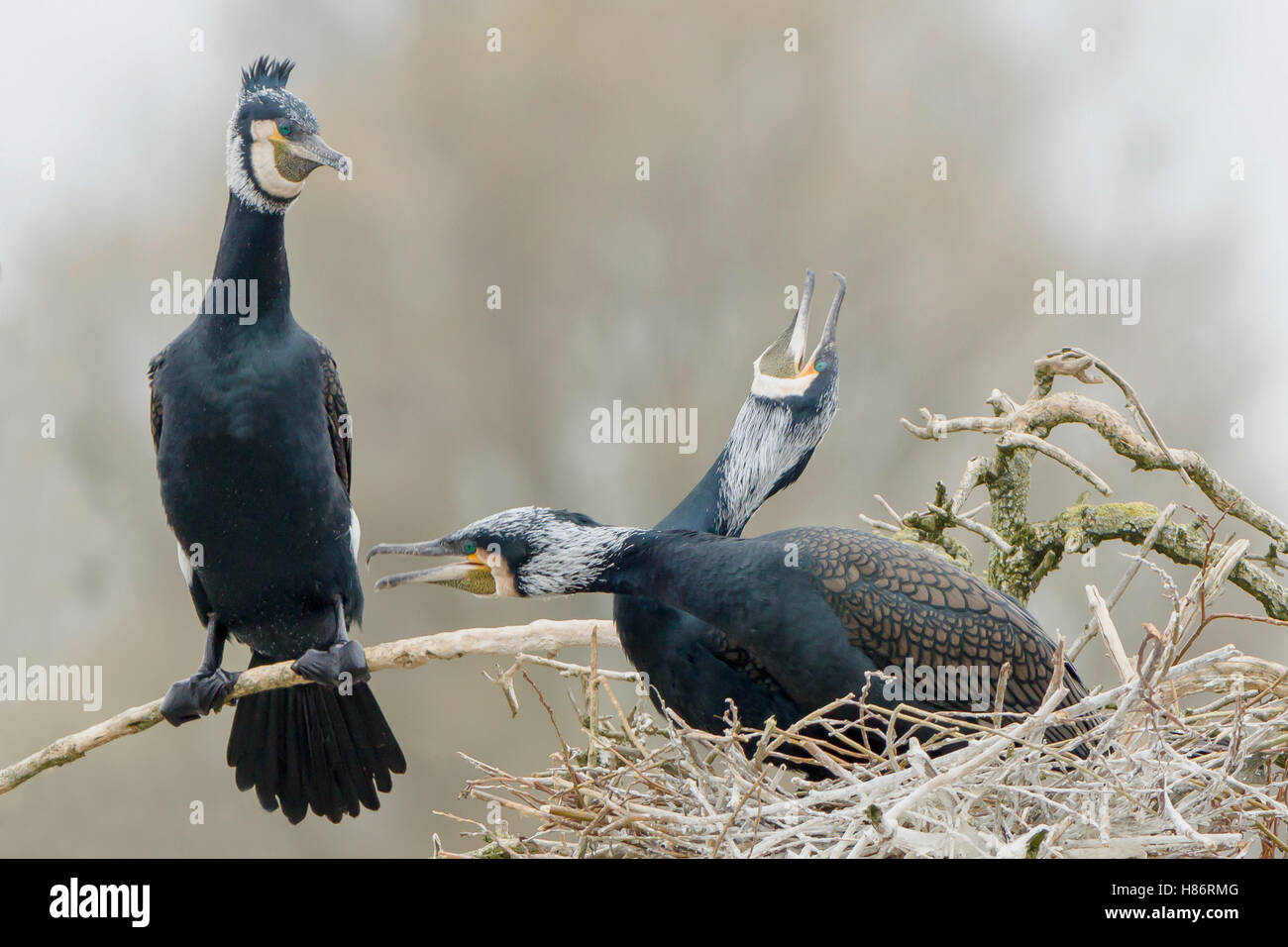 Great Cormorant (Phalacrocorax carbo) pair in courtship display