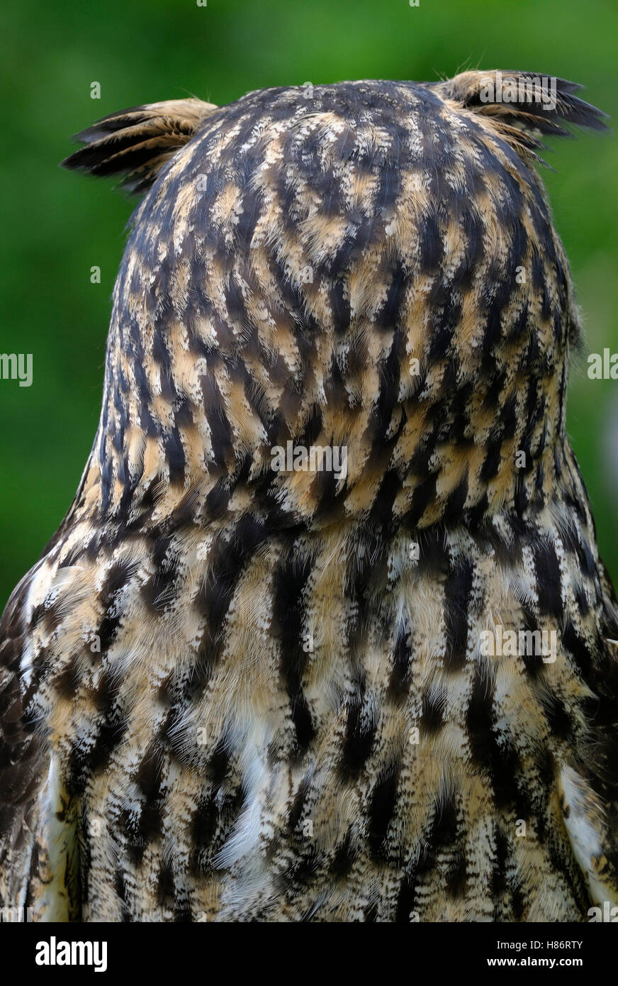 Eurasian EagleOwl (Bubo bubo) turning head 180 degrees to look behind