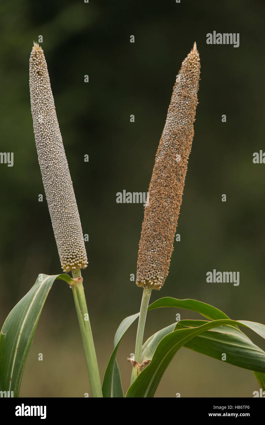 Cattail Millet (Pennisetum glaucum), Uttar Pradesh, India Stock Photo