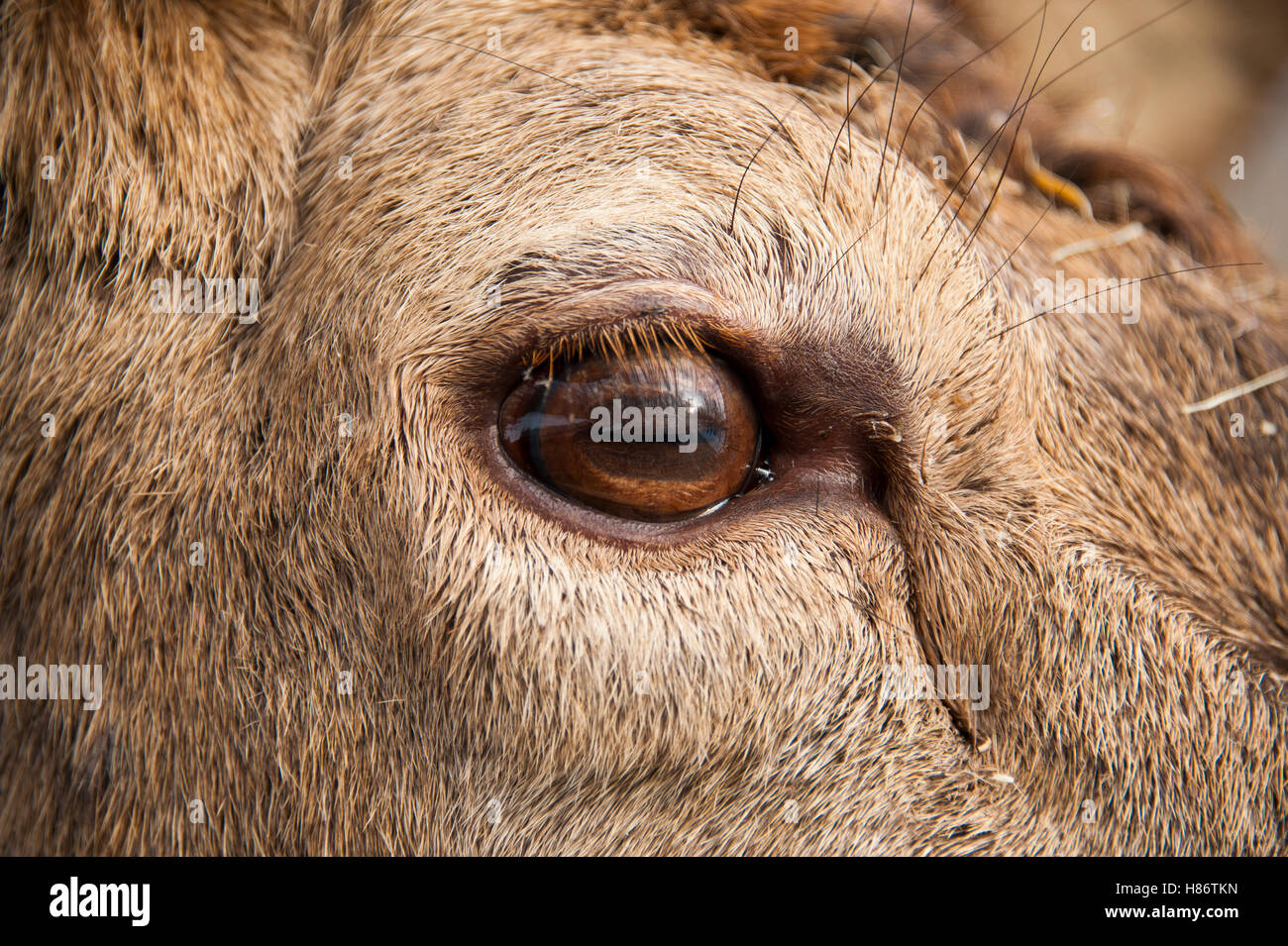 Elk (Cervus elaphus) eye, Omega Park, Montebello, Quebec, Canada Stock Photo