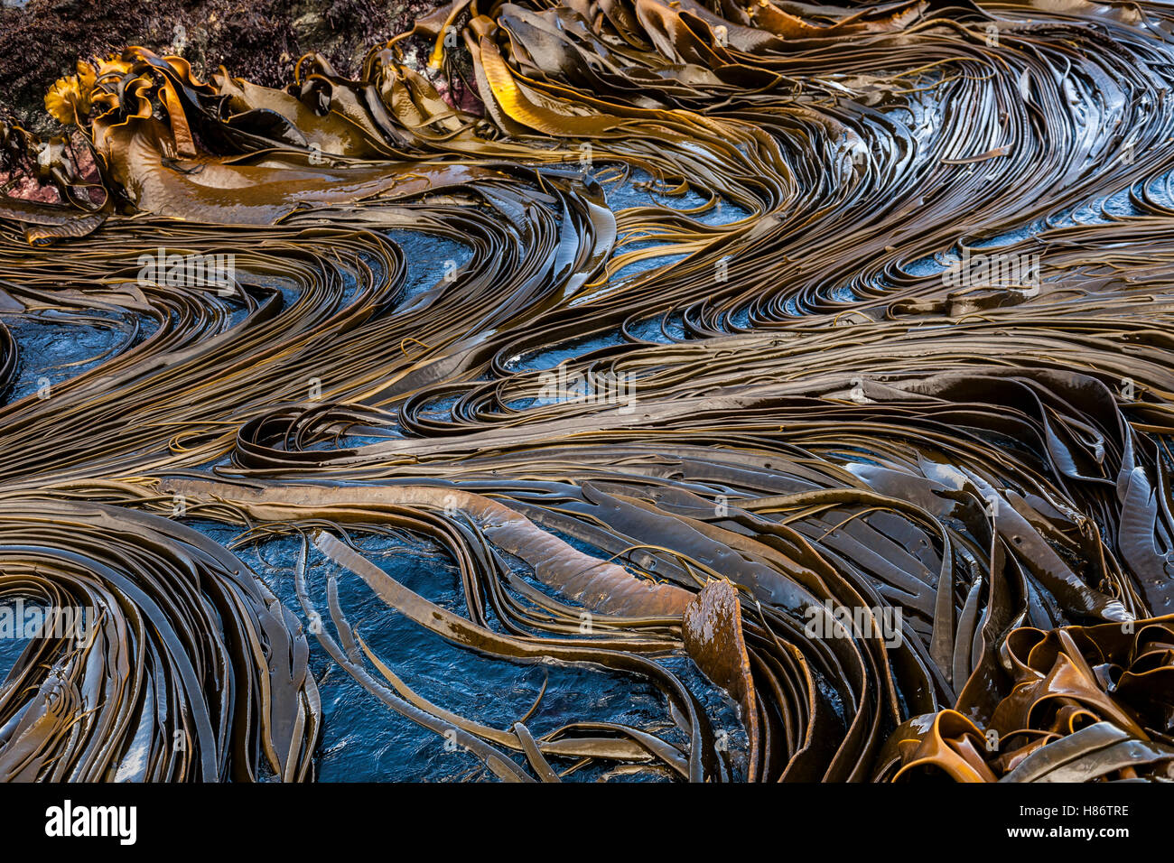 Kelp, Sandy Bay, Macquarie Island, Australia Stock Photo