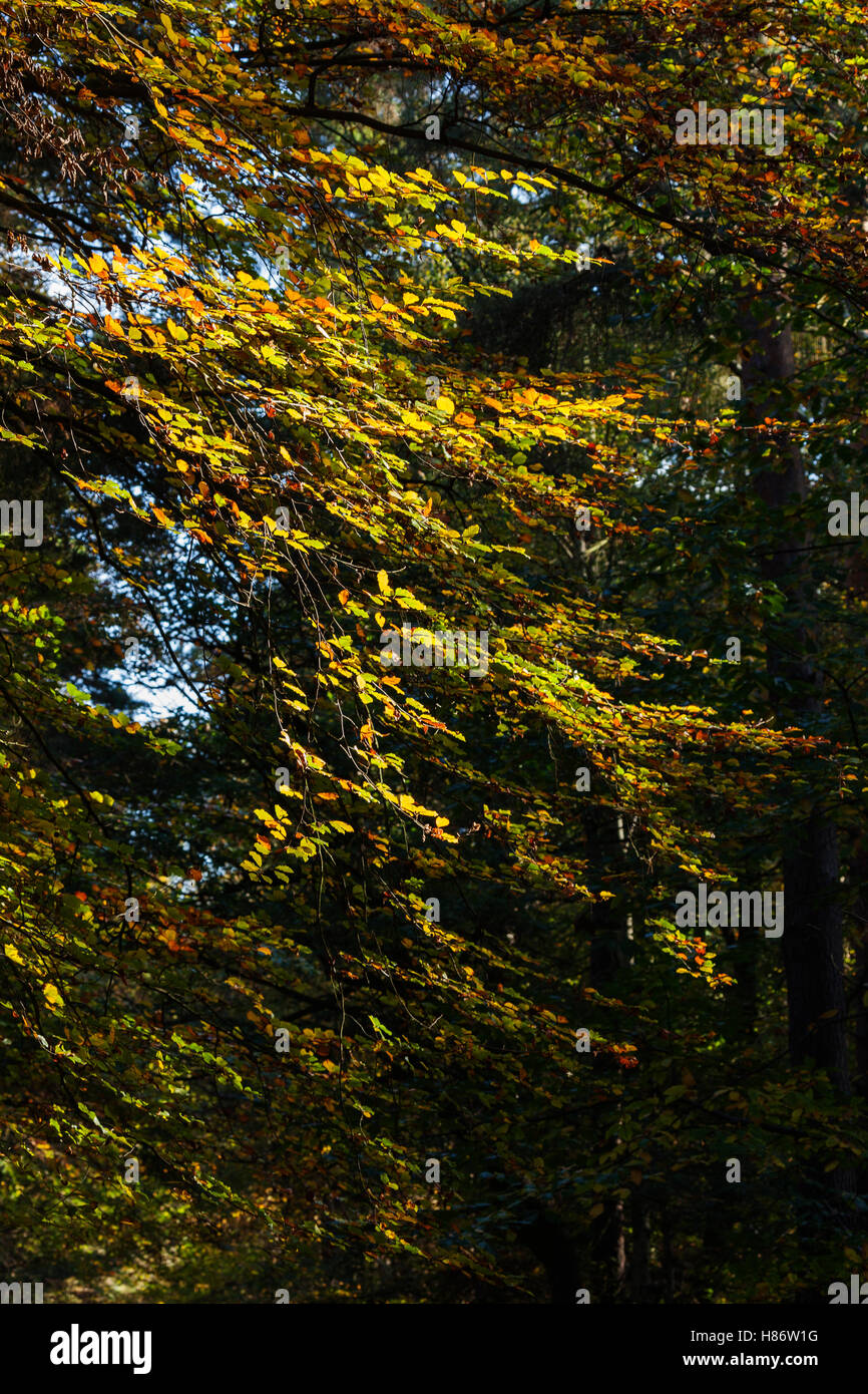 Golden Coloured Autumn Leaves on Bright Morning Stock Photo - Alamy