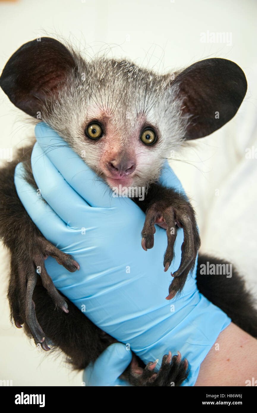 Ayeaye (Daubentonia madagascariensis) three month old baby, Duke Lemur