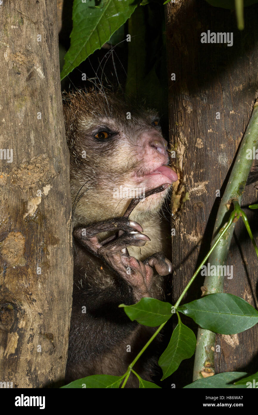 Aye-aye (Daubentonia madagascariensis) foraging for insects in tree ...