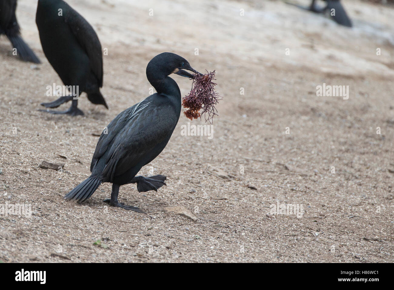 Brandt's Cormorant (Phalacrocorax penicillatus) carrying nesting ...