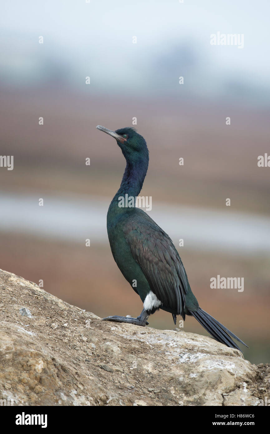 Pelagic Cormorant (Phalacrocorax pelagicus), Monterey Bay, California