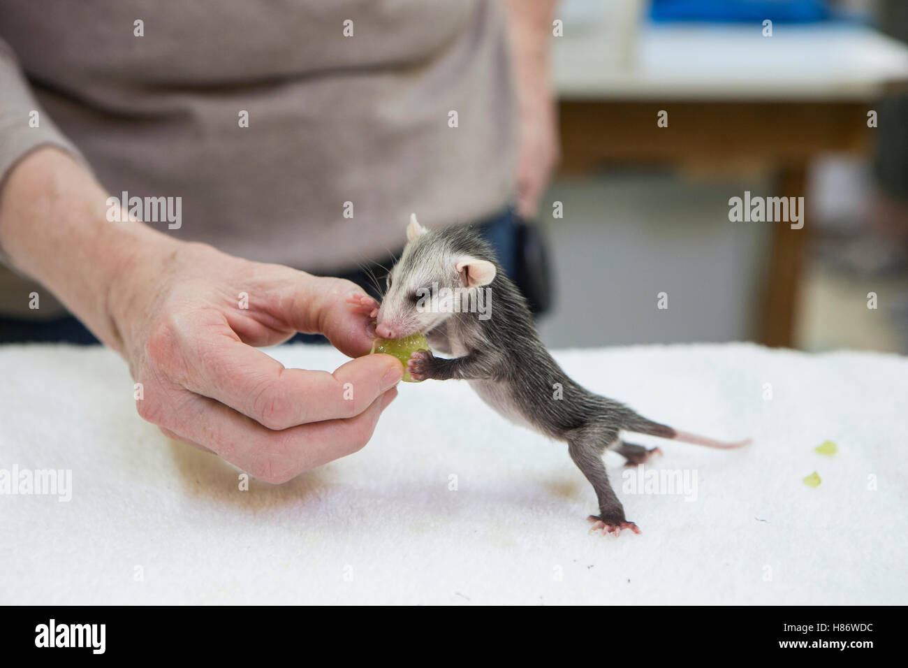 Virginia Opossum (Didelphis virginiana) ten week old orphaned young