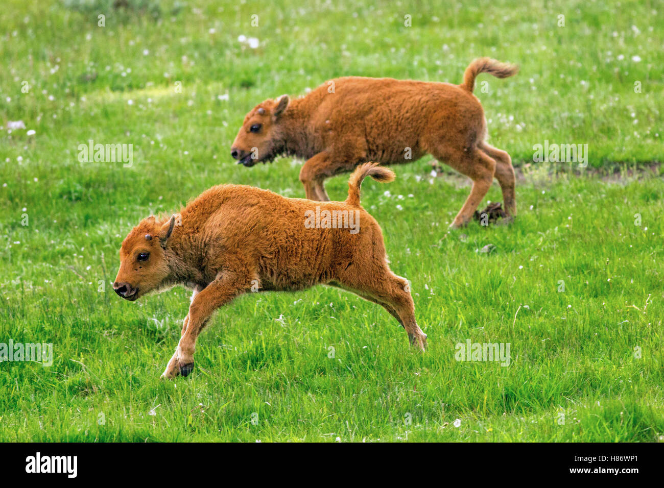 American Bison (Bison bison) calves playing, Yellowstone National Park ...