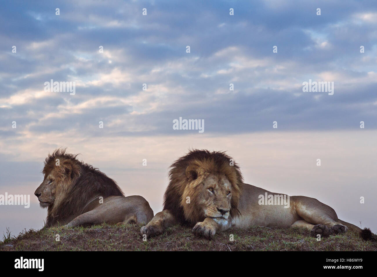 African Lion (Panthera leo) males, Masai Mara, Kenya Stock Photo - Alamy