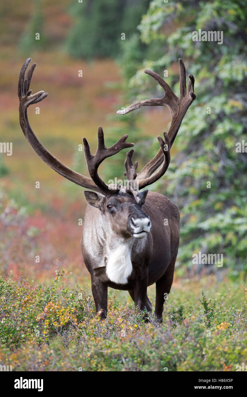 Barrenground Caribou (Rangifer tarandus groenlandicus) bull, central Alaska Stock Photo Alamy