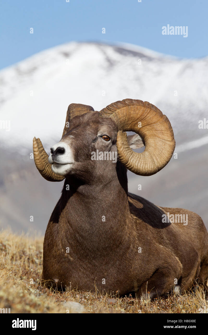 Bighorn Sheep (Ovis canadensis) ram, western Canada Stock Photo - Alamy