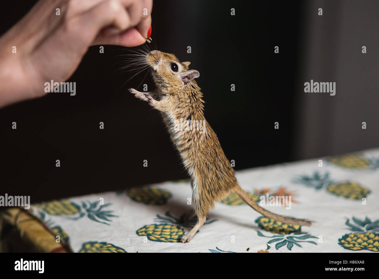 Girl handfeed the gerbil mouse seeds and grain. Mice snatches seed