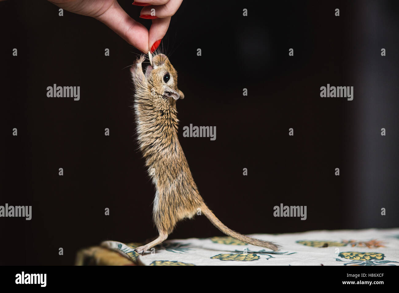Girl handfeed the gerbil mouse seeds and grain. Mice snatches seed
