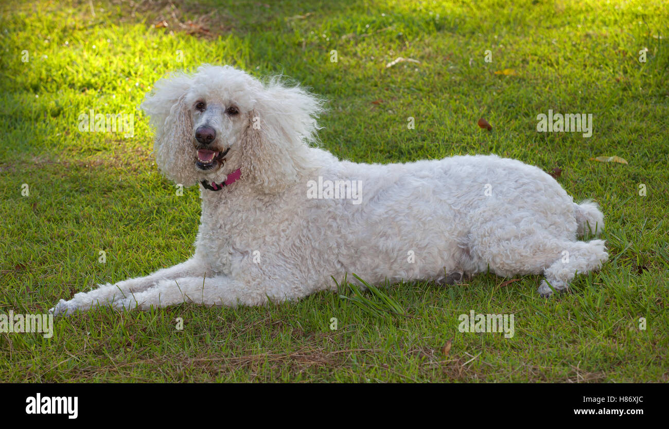 French poodle hi-res stock photography and images - Alamy