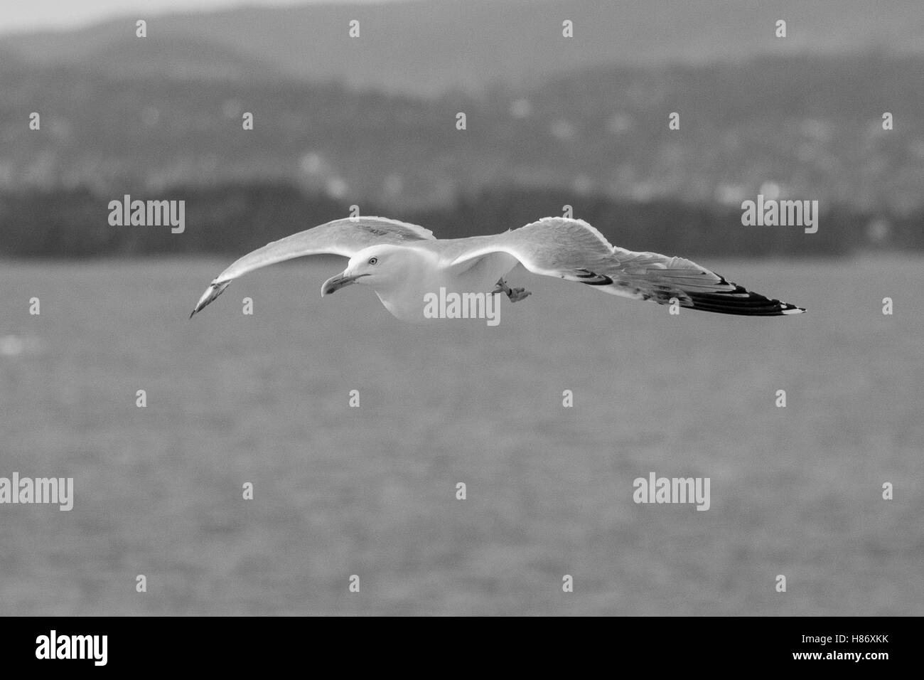 Greater Black Backed Gull shadowing a Cruise Liner leaving Oslo. Stock Photo