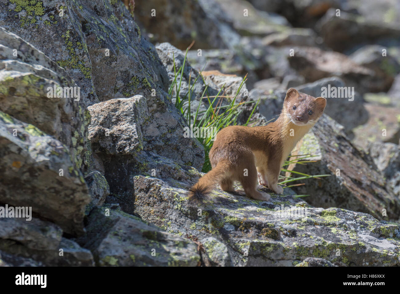 Long-tailed Weasel (Mustela frenata) in talus slope, Colorado Stock Photo