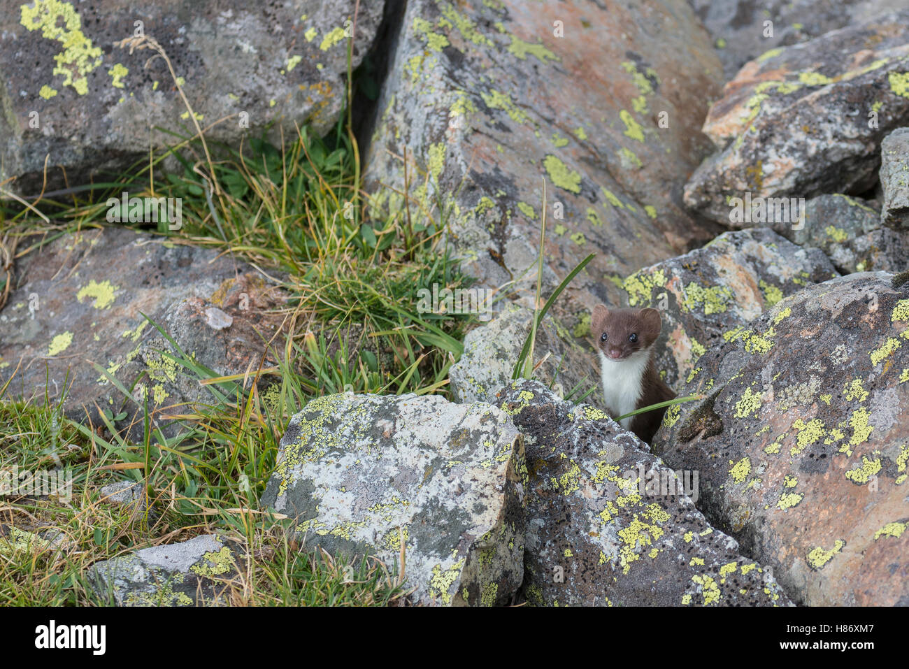 Short-tailed Weasel (Mustela erminea) in talus slope, Colorado Stock Photo