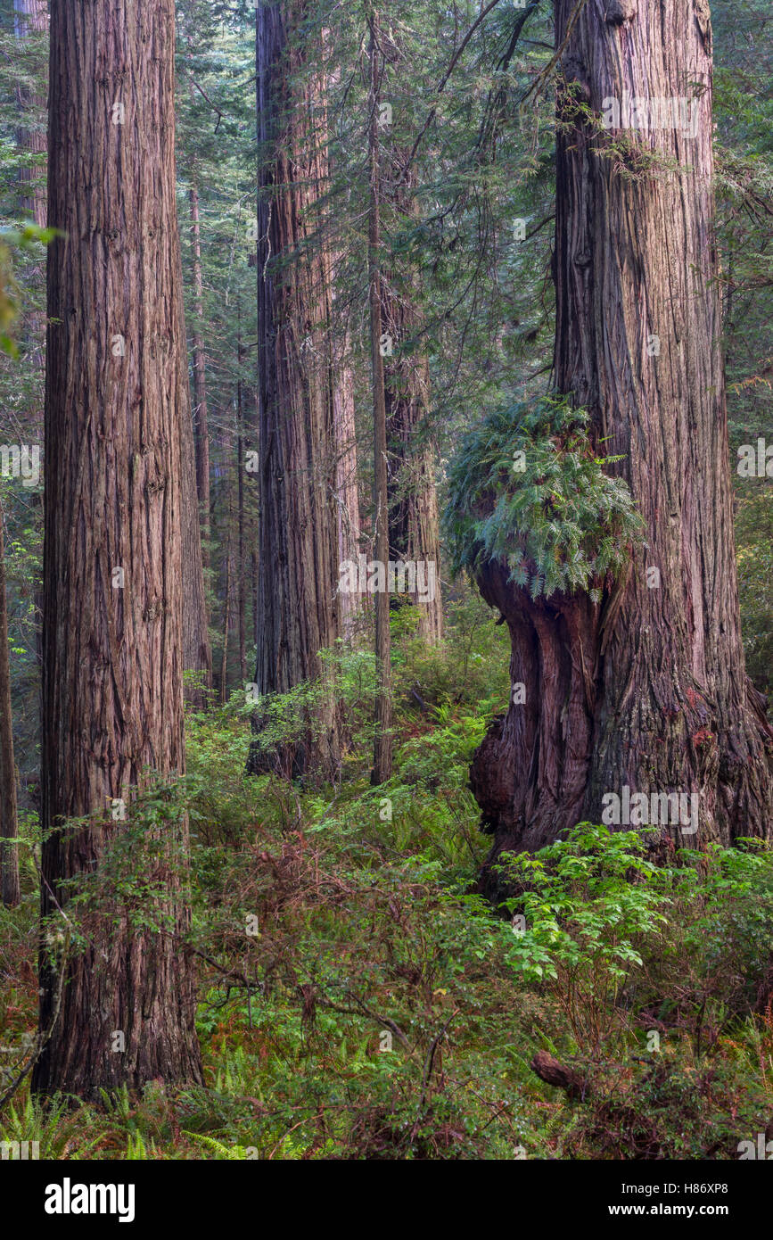 Coast Redwood (Sequoia sempervirens) burr, Redwood National Park