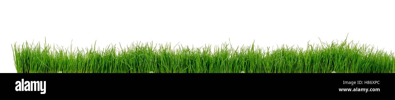 Green grass isolated on white background Stock Photo - Alamy
