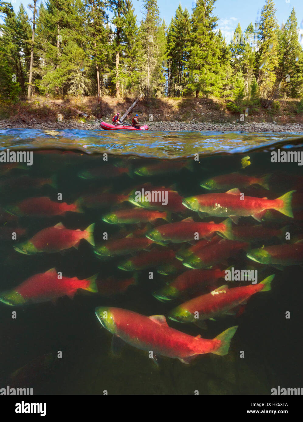 Sockeye Salmon (Oncorhynchus nerka) group migrating upstream with