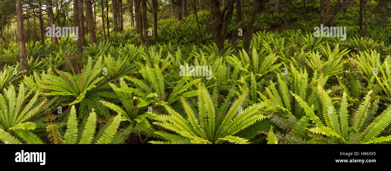Crown Fern (Blechnum discolor) group on floor of podocarp forest ...