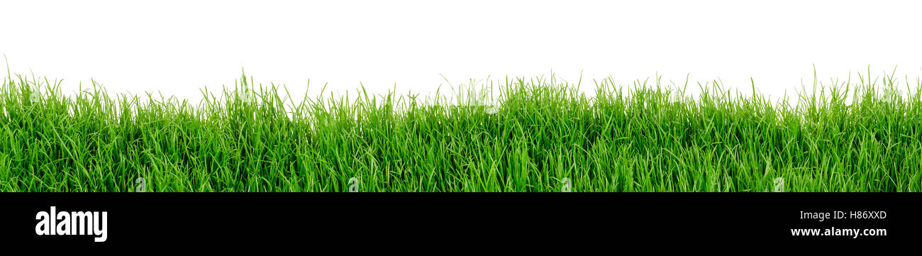 Green grass isolated on white background Stock Photo - Alamy