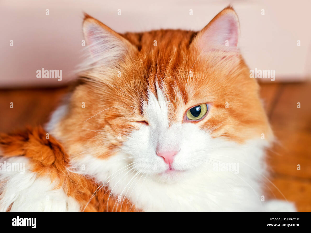 Nice adult red cat with one narrowed eye Stock Photo