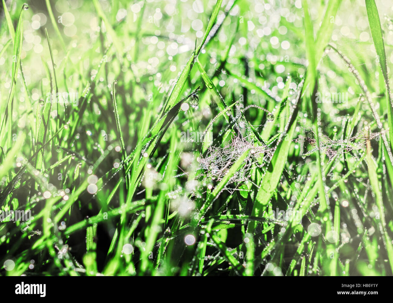 Cobwebs and dew in morning sun grass Stock Photo