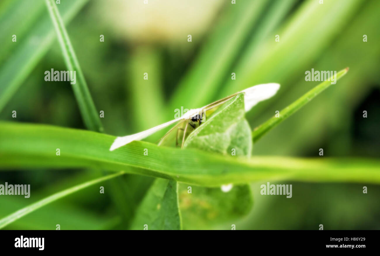 Moth camouflaged in greens at summer day Stock Photo