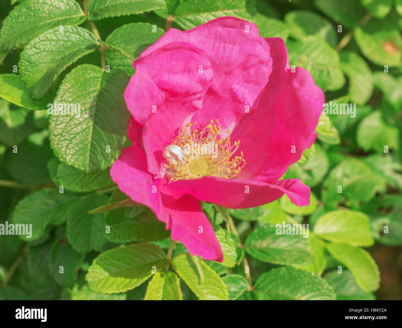 Large flower wild rose at summer sunny day in garden Stock Photo
