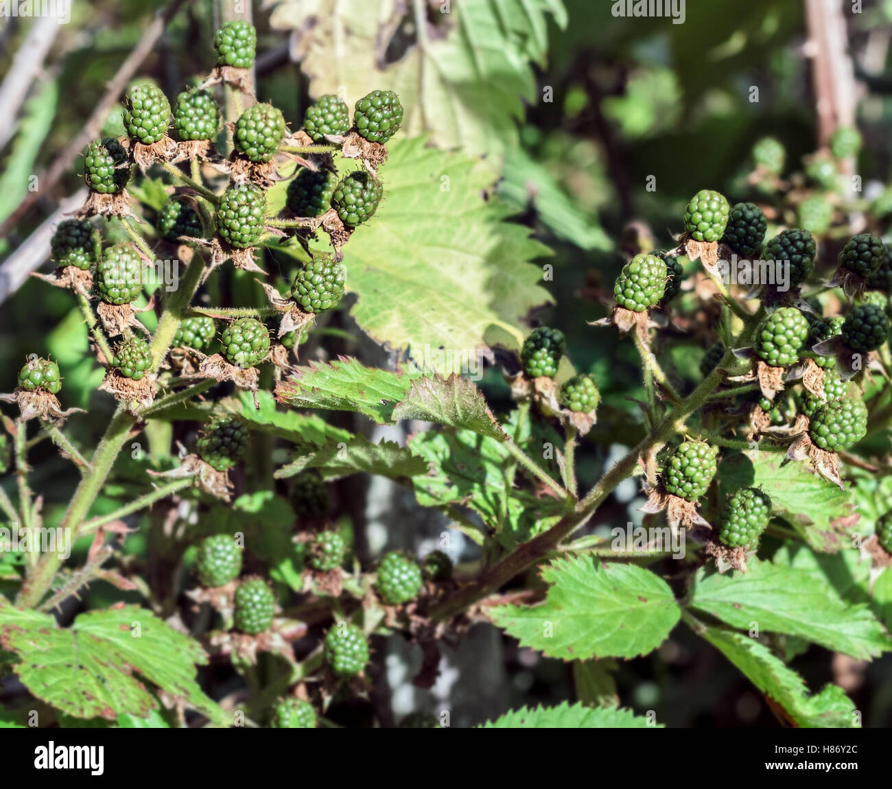 Green unripe blackberries at summer sunny day Stock Photo
