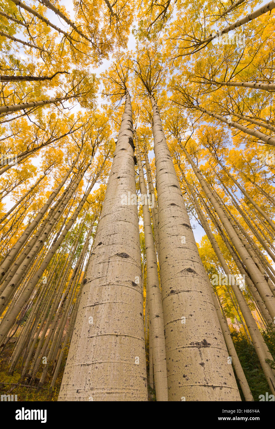 Quaking Aspen (Populus tremuloides) trees in autumn, Rocky Mountains