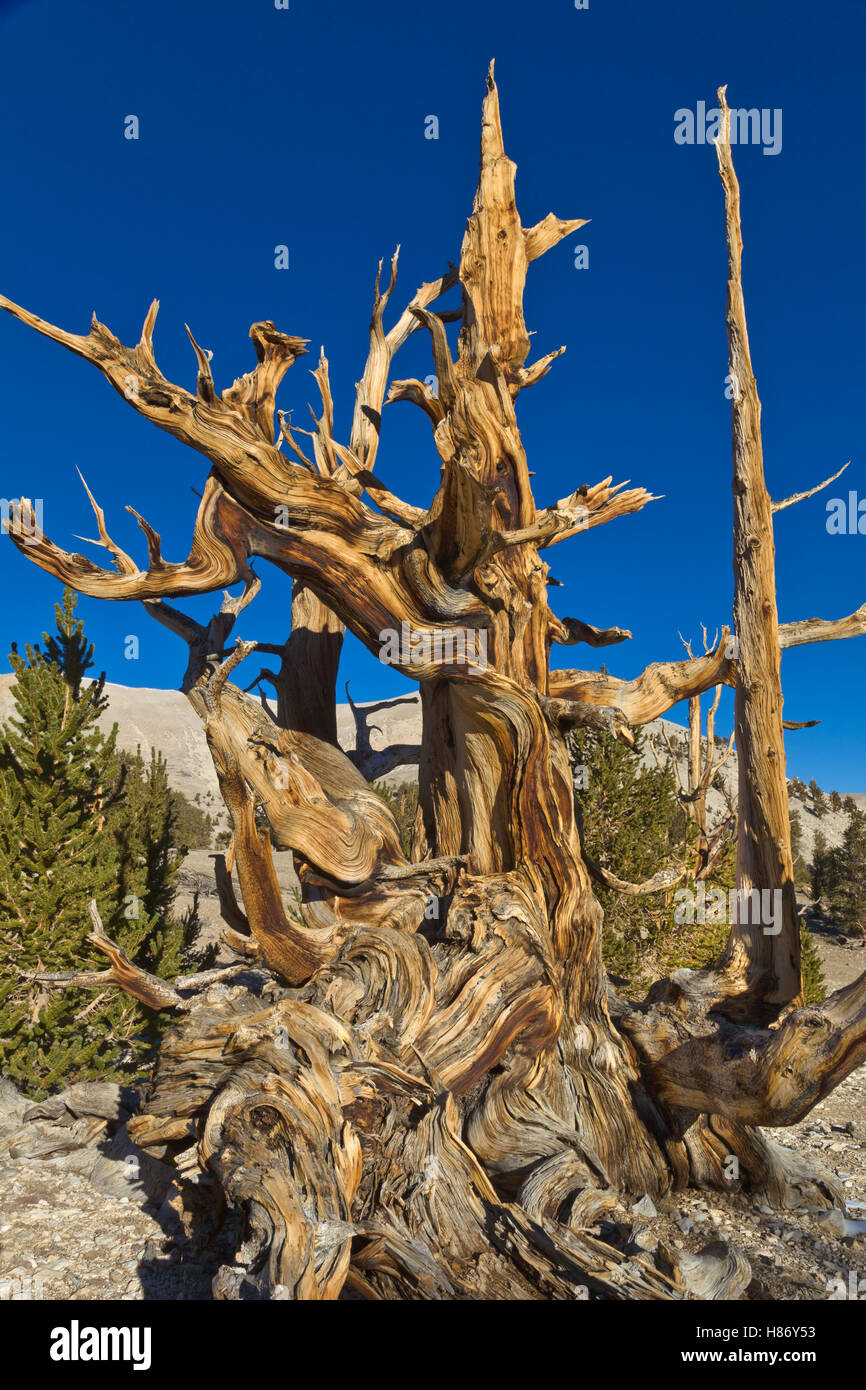 Great Basin Bristlecone Pine (Pinus longaeva) trees, White Mountains, California Stock Photo