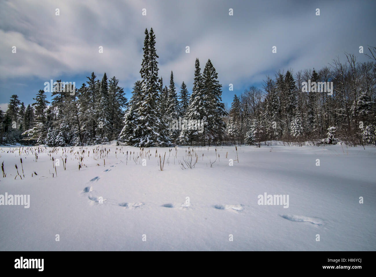 Canada Lynx (Lynx canadensis) tracks in snow, Minnesota Stock Photo Alamy
