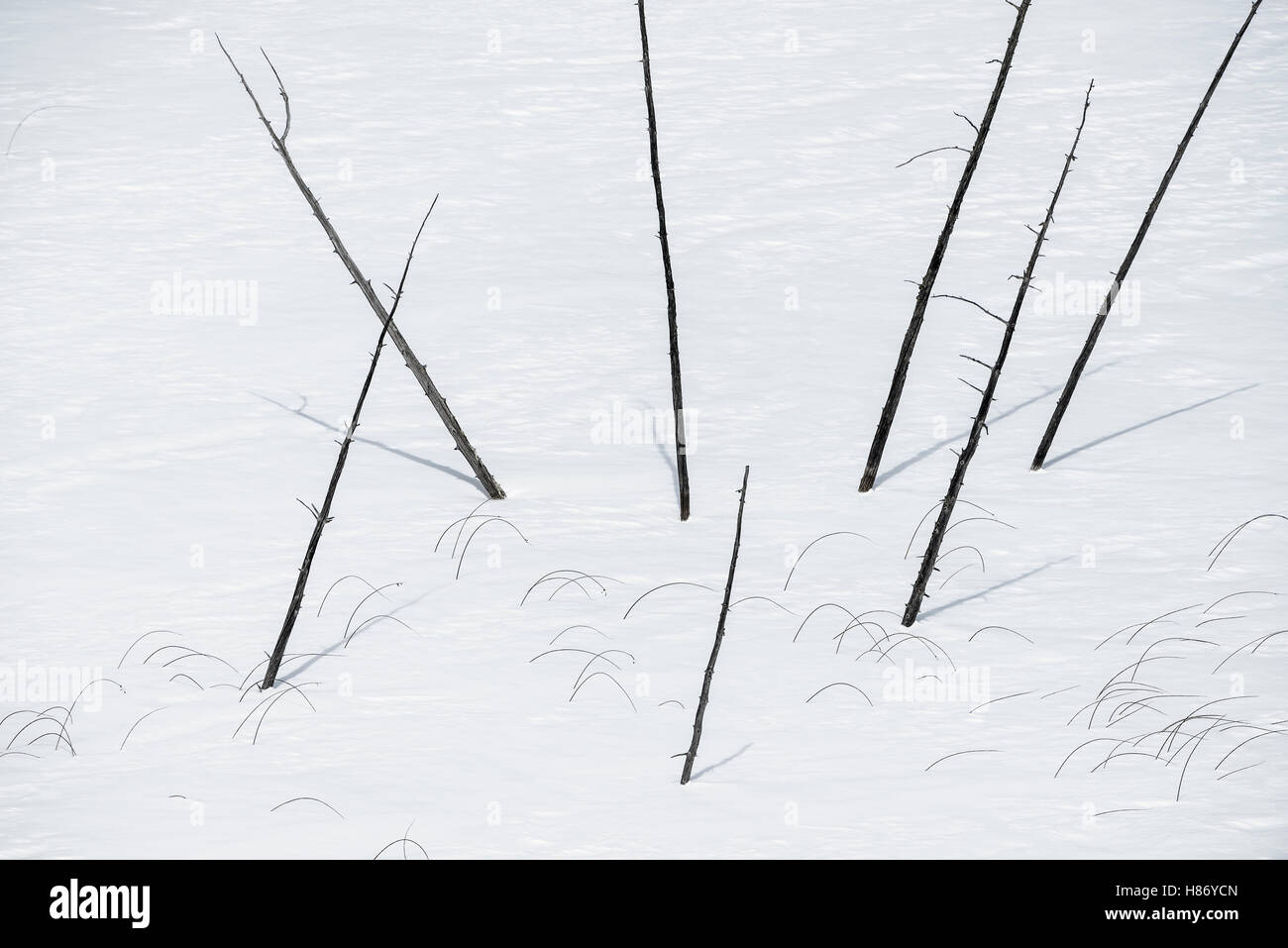 Dead tree trunks in winter, Minnesota Stock Photo Alamy