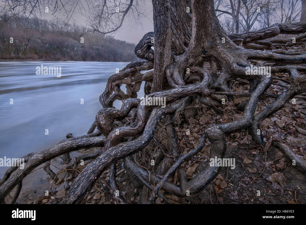 Gnarled tree roots, Mississippi River, Minnesota Stock Photo - Alamy
