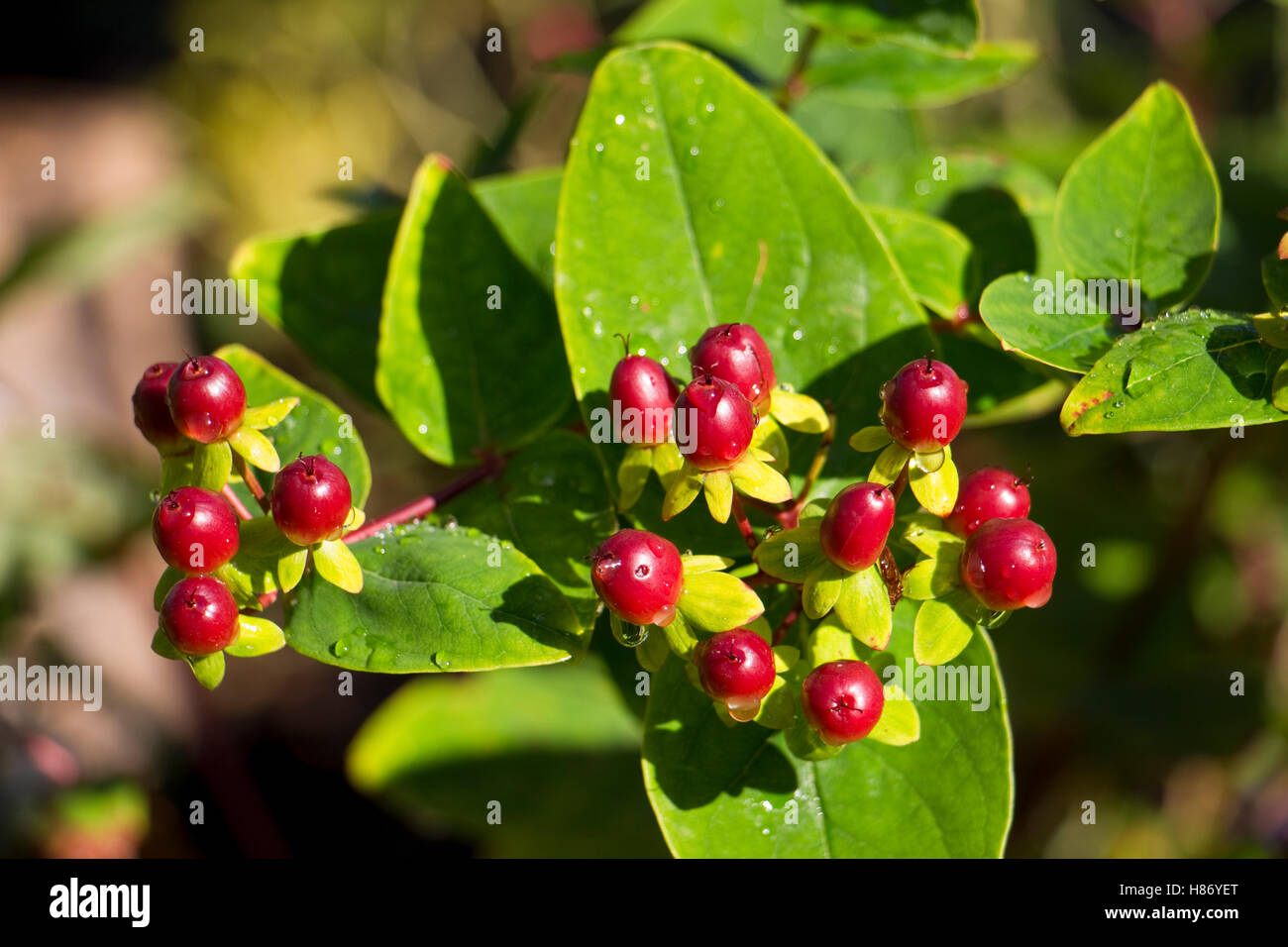 Hypericum species. Shrub with red, brown, berries in summer and autumn Stock Photo