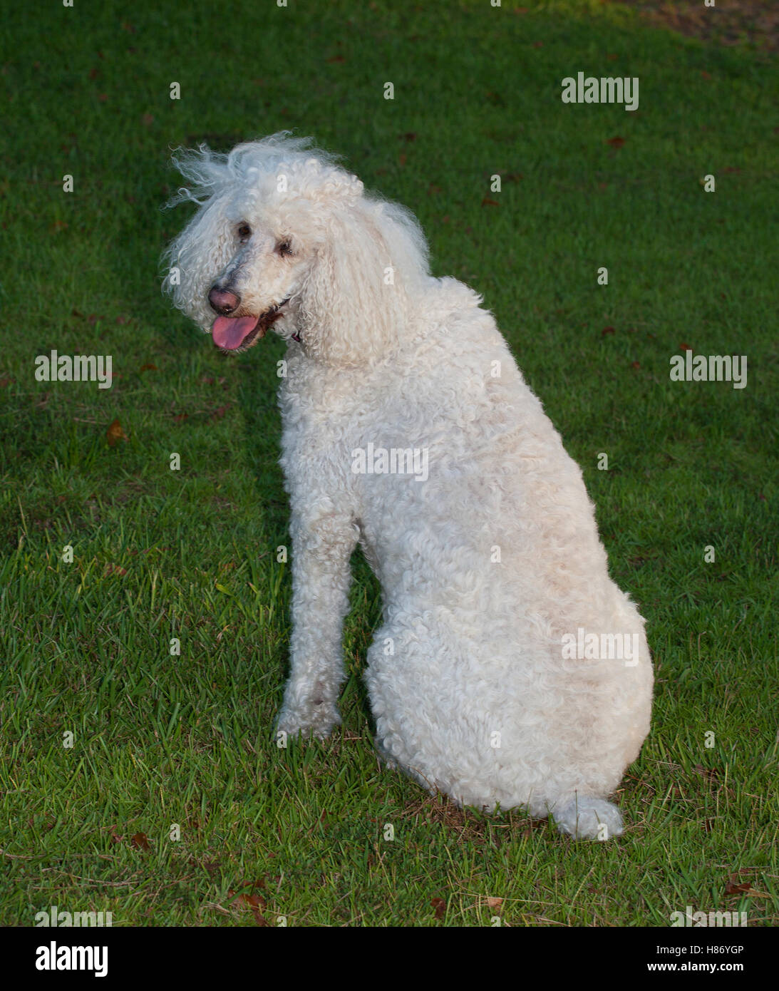 The french poodle hires stock photography and images Alamy