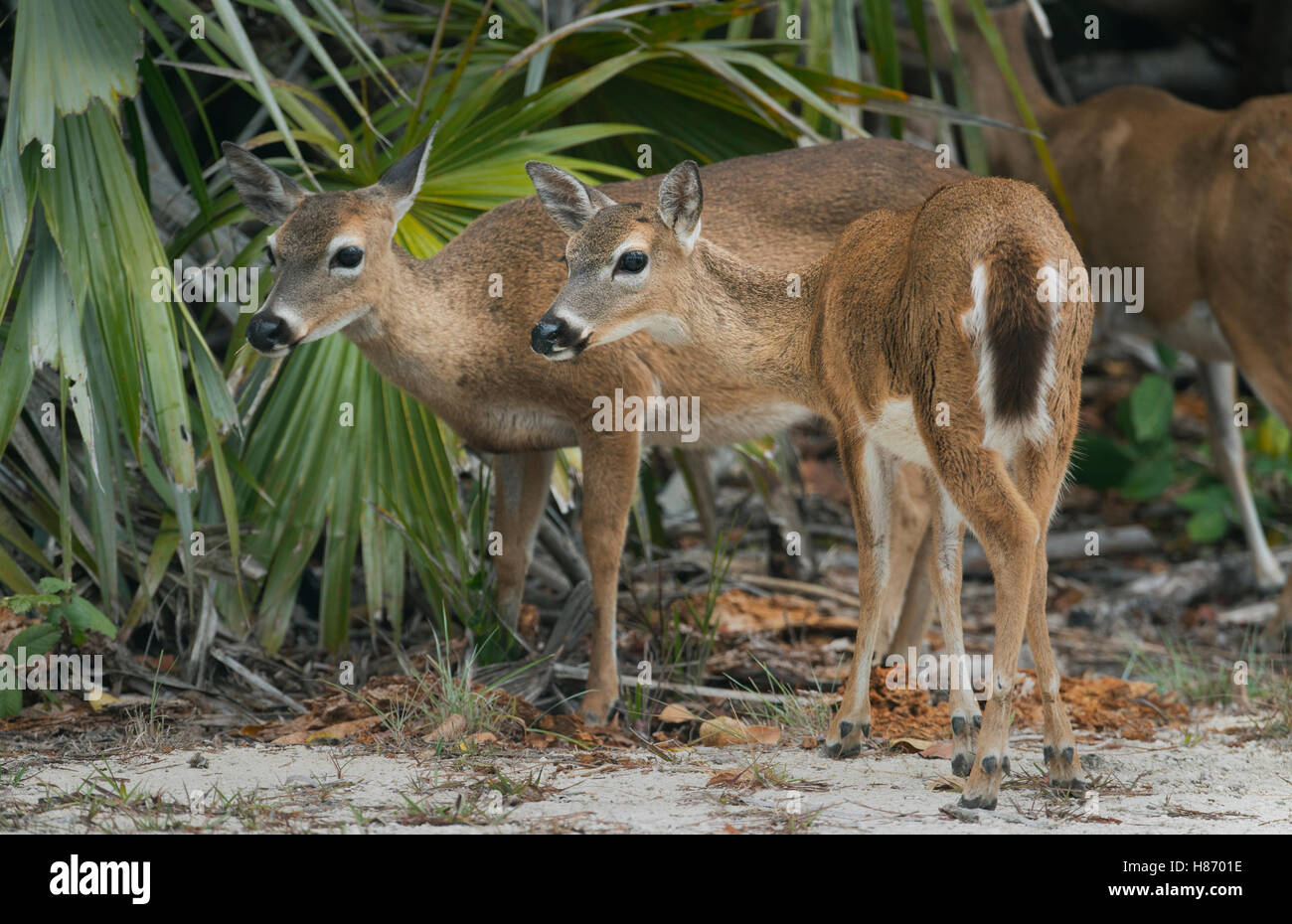 Key Deer (Odocoileus virginianus clavium) females, Florida Keys ...