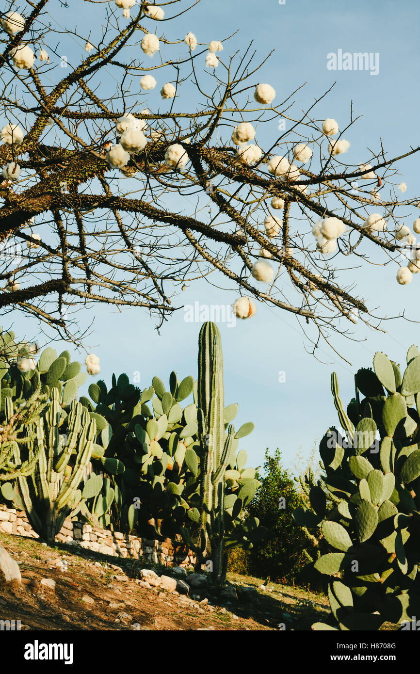 Garden in Northern Argentina with cacti and silk floss tree Stock Photo