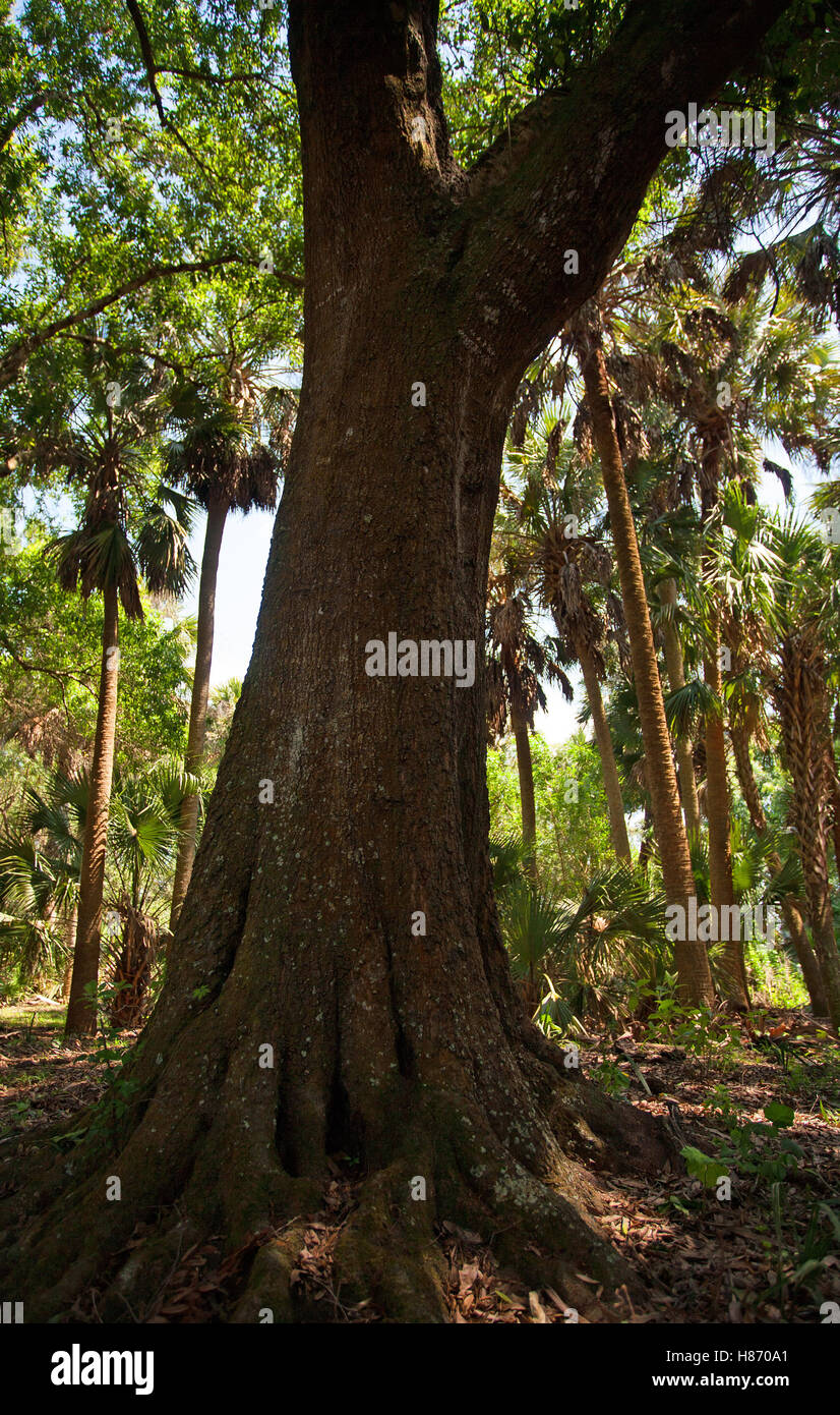 Tall and old tree that is in a stand of palm trees Stock Photo