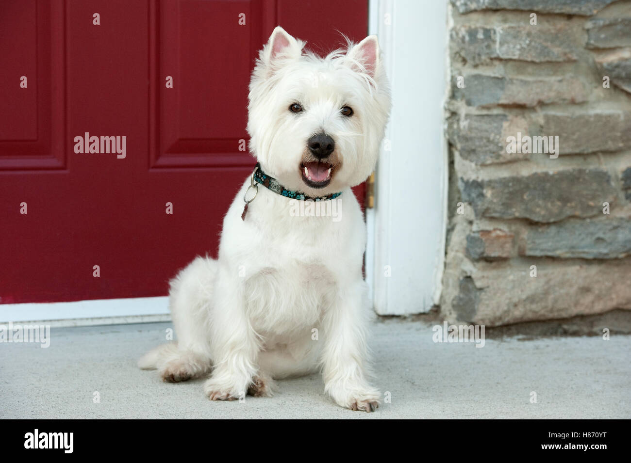 West Highland White Terrier (Canis familiaris Stock Photo Alamy